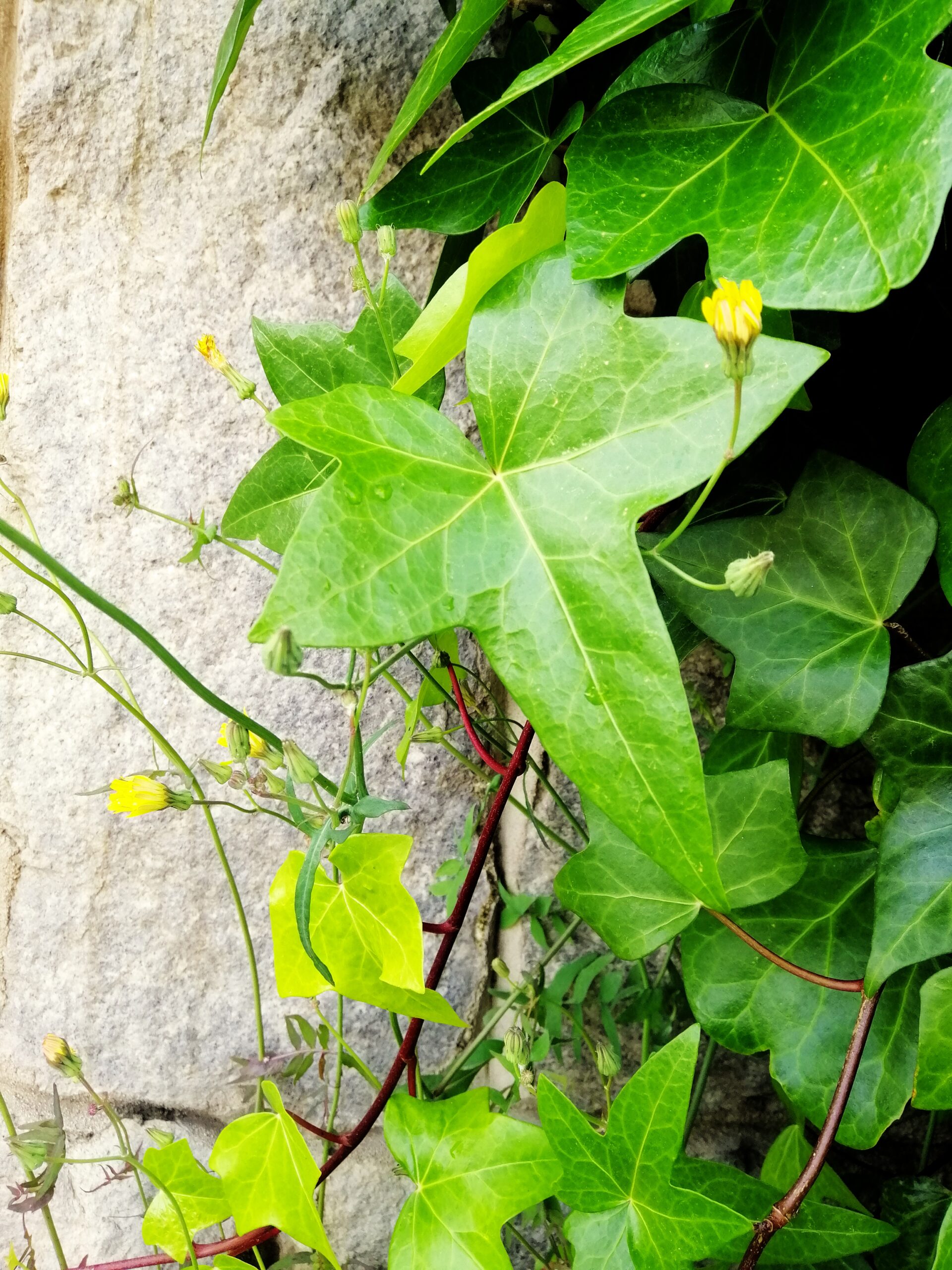 Photo de feuilles au soleil – profil DISC vert (Stabilité) avec touche jaune (Influence) – Émergence Liège
