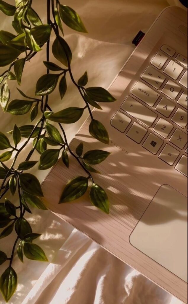 Image chaleureuse de plante et de lumière sur un bureau, illustrant un espace de création de site web