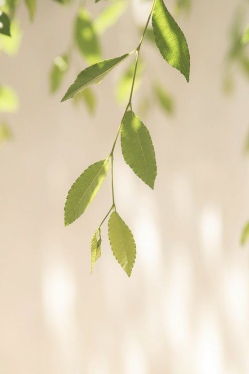 Feuilles légères suspendues sur fond beige, évoquant la nature, la douceur et l’éveil.