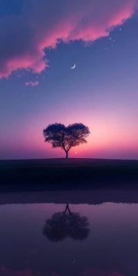 Illustration poétique d’un arbre reflété dans l’eau pour la formule Renouveau – refonte de site internet existant